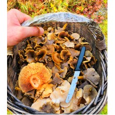 Wild Mushroom Foraging with Finn Melia - Sunday 27th August 2023